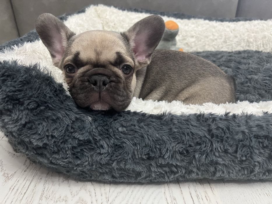 Французский бульдог