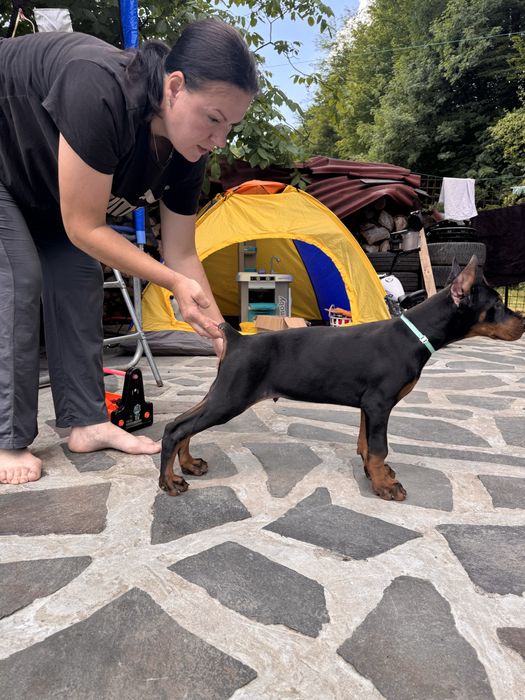 Cățeluș Doberman cu pedigree.