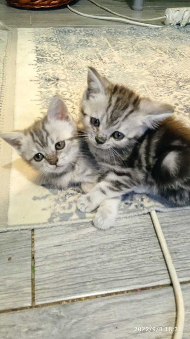 котята скотиш страйт