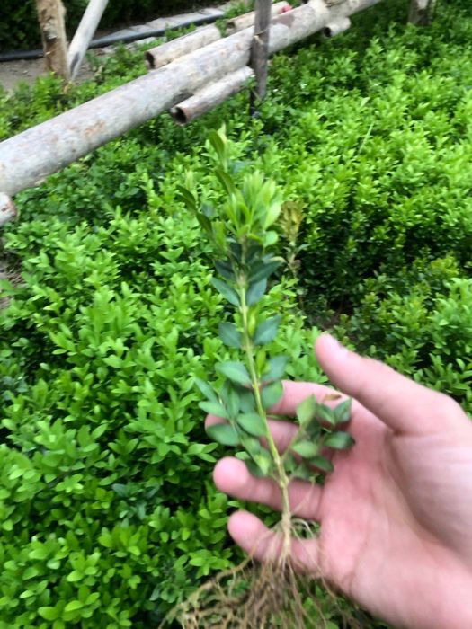 Шамшод кочатлари оптом