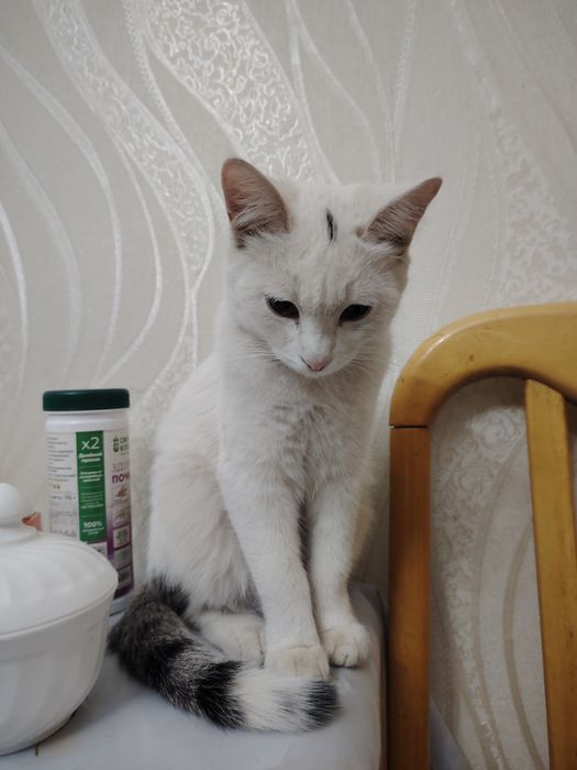 Отдам кошек котов котят