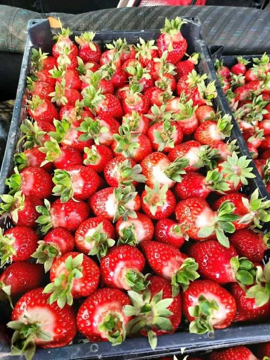 Расад Ягоди: Азия,КлериАлбион