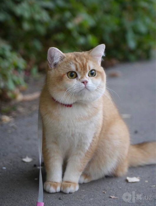 Продается котенок мраморный британский шиншила