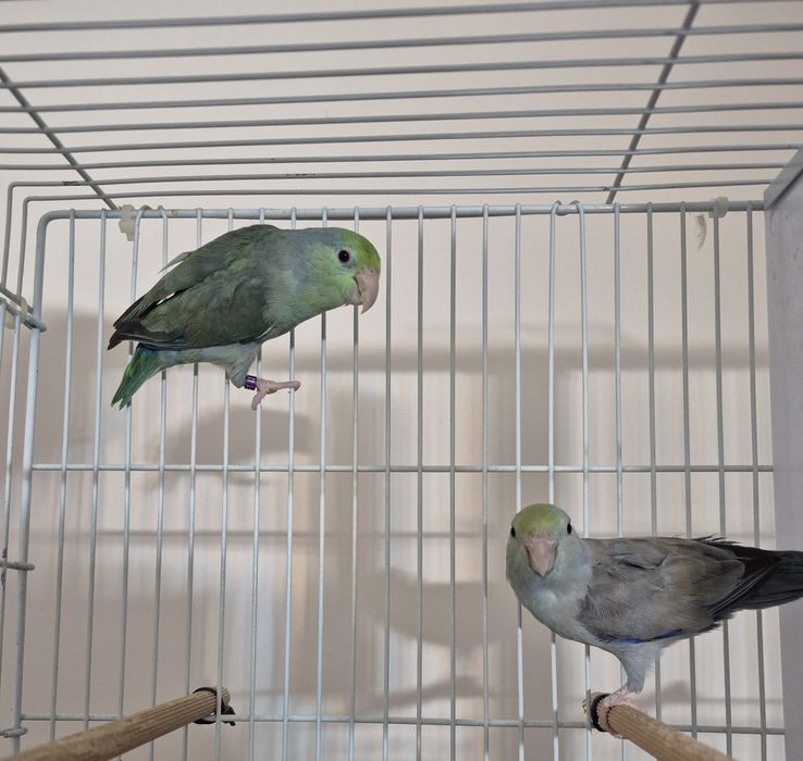 Vand /Schimb cu Canari - Papagali - Forpus Coelestis