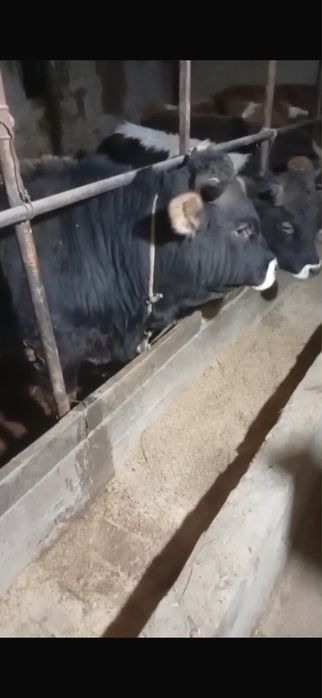 Бычки откормочные