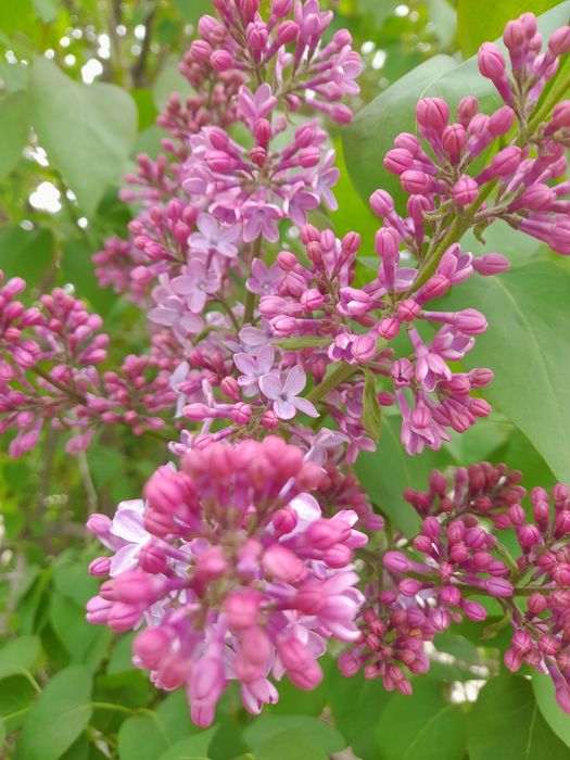 Серень серень атырау