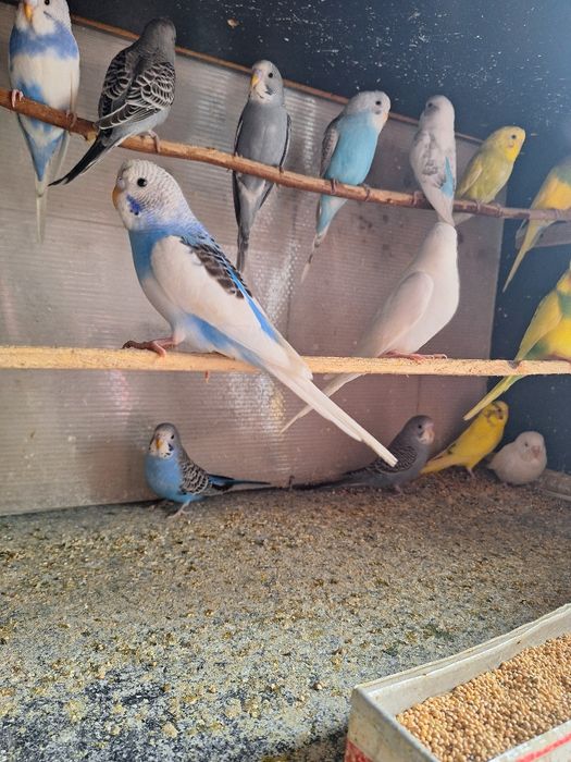 Vand papagali perusi