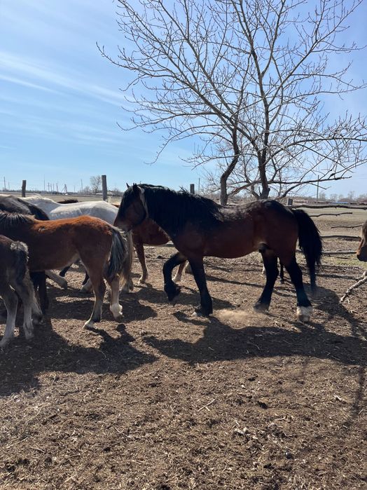 Жеребец полутяжеловоз