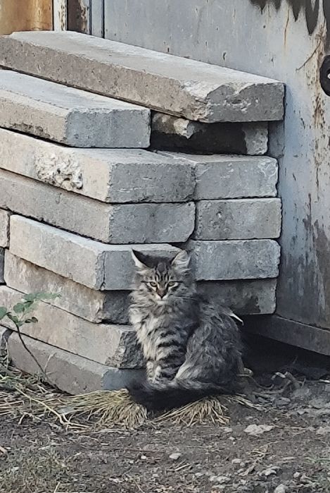 Хорошенький котик игривый молодой профэссор