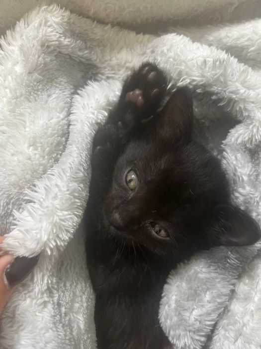 Котенок девочка 1,5 месяца