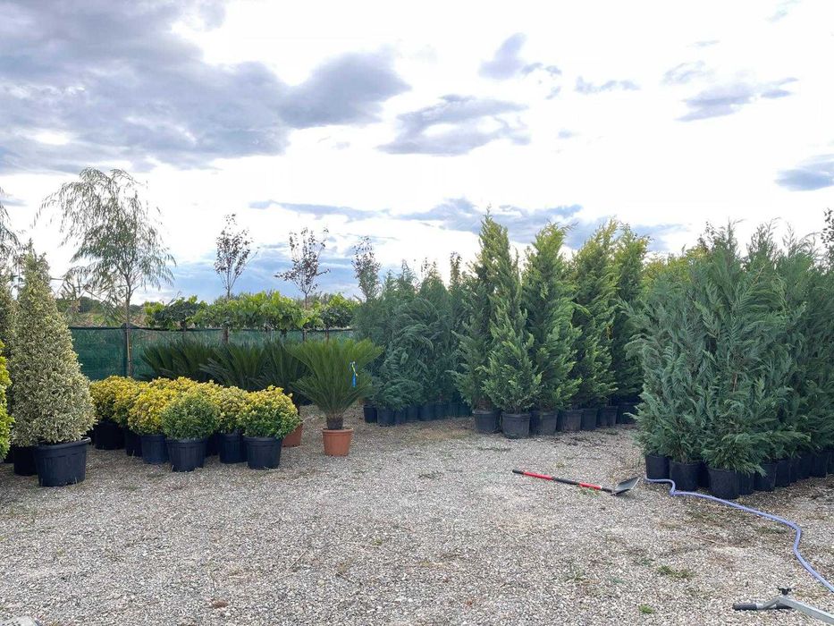 Cupressocyparis Leylandii