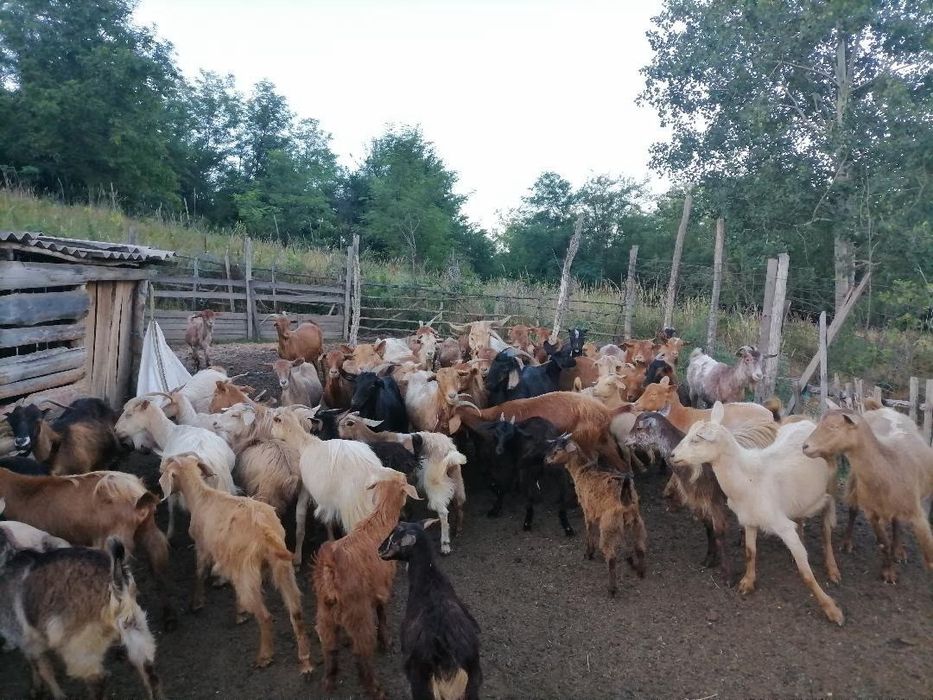 Capre și iezi de vânzare