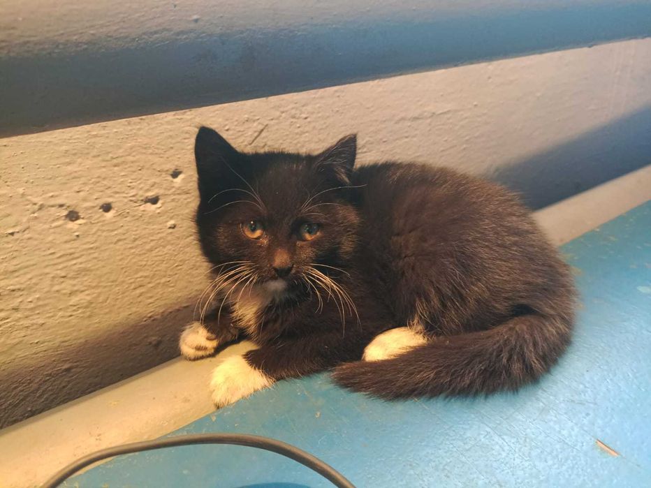 Отдадим котят бесплатно