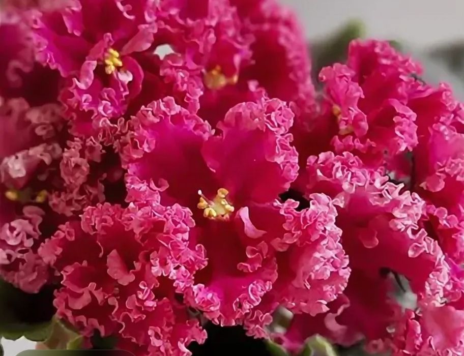 Детки сортовых фиалок