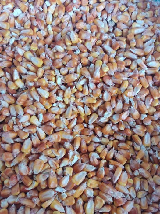 Porumb - boabe sau pe stiulete