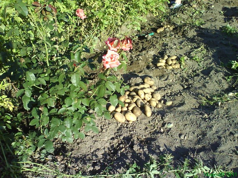 къща,вила, с двор село Бутово област Велико Търново