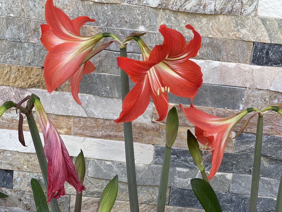 Амаралис гуллари. Цветы комнатные