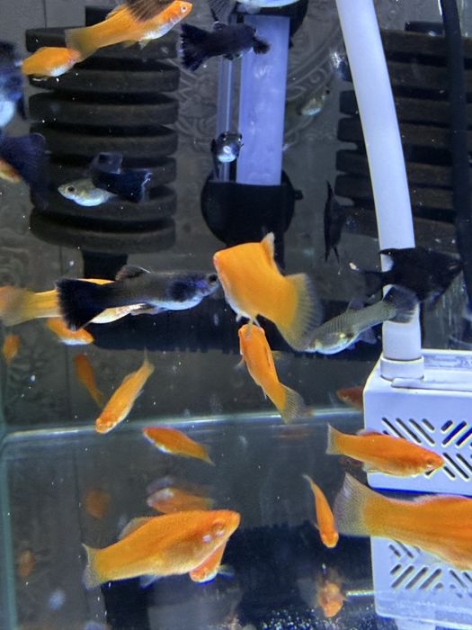 Продам рыбок меченосцев рубин