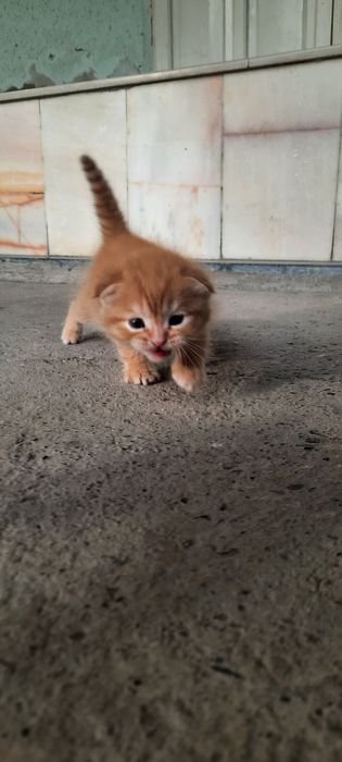 Котёнок скотиш фолд