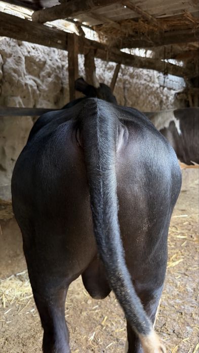 Honadonda boqilgan buqa sotiladi