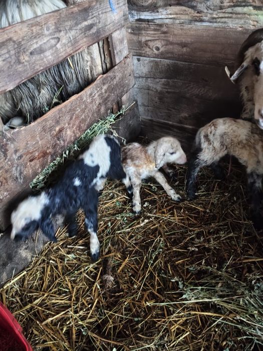 Miei gemeni de vanzare