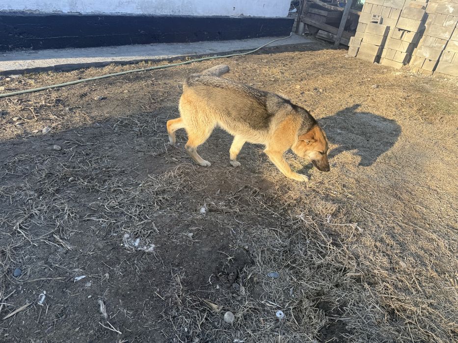 Мал айдайды ұрғашы