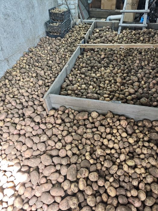 Продам дачный картофель