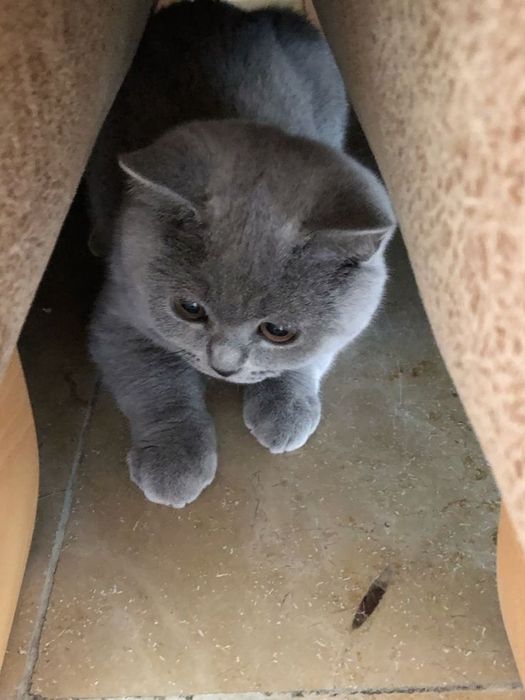 Британский котенок