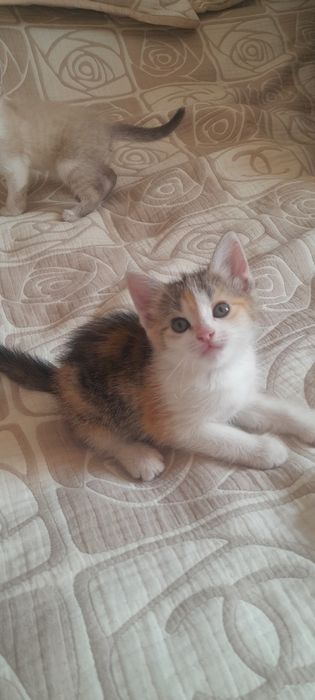 Отдам котёнка в хорошие руки