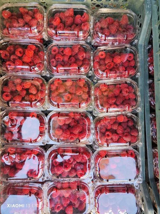 Малина Делнива, Маравилла, Энросадира, Полка, Полана