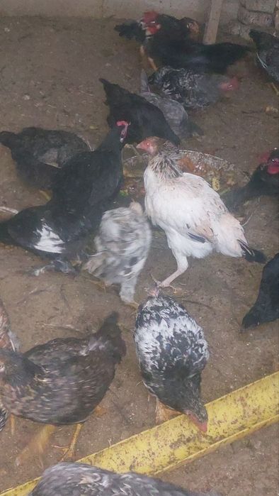 Xonaki joʻja xoʻroz va tovuqlar tez sotiladi.