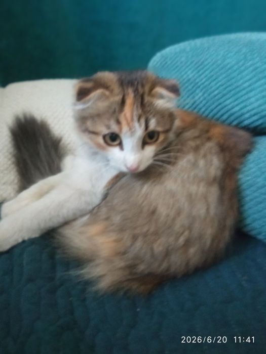 Вислоухий котёнок (девочка)