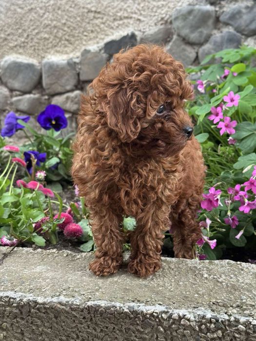 Пудел Той/Poodle Toy