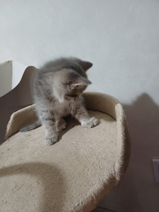 Продается котенок, 1,5 мес