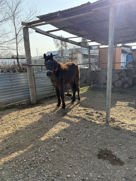 Продаеться лошадь