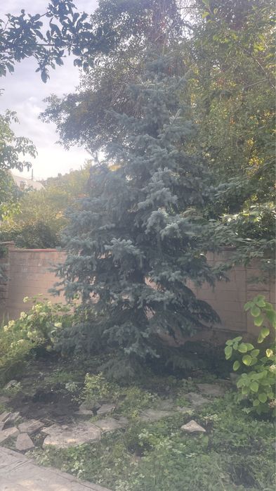 Елки, туи, кустарники