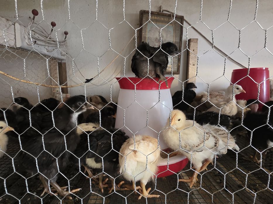 Pui de casă,gat golaș,pestriti