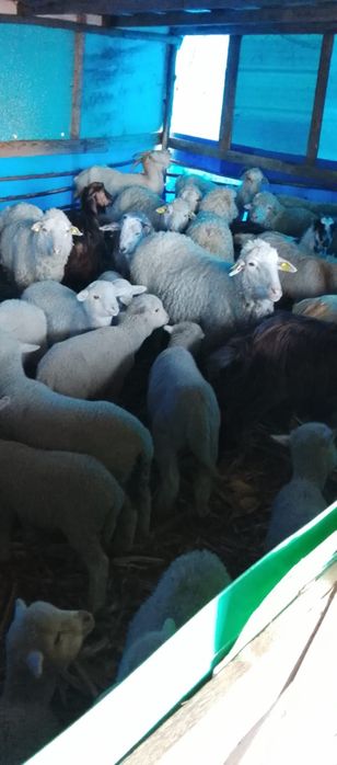 Vând 30 de oi fătate cu miei mari și 10 oi depuse