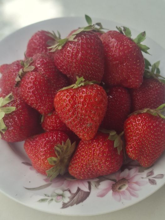 Продам малину, крыжовник      .