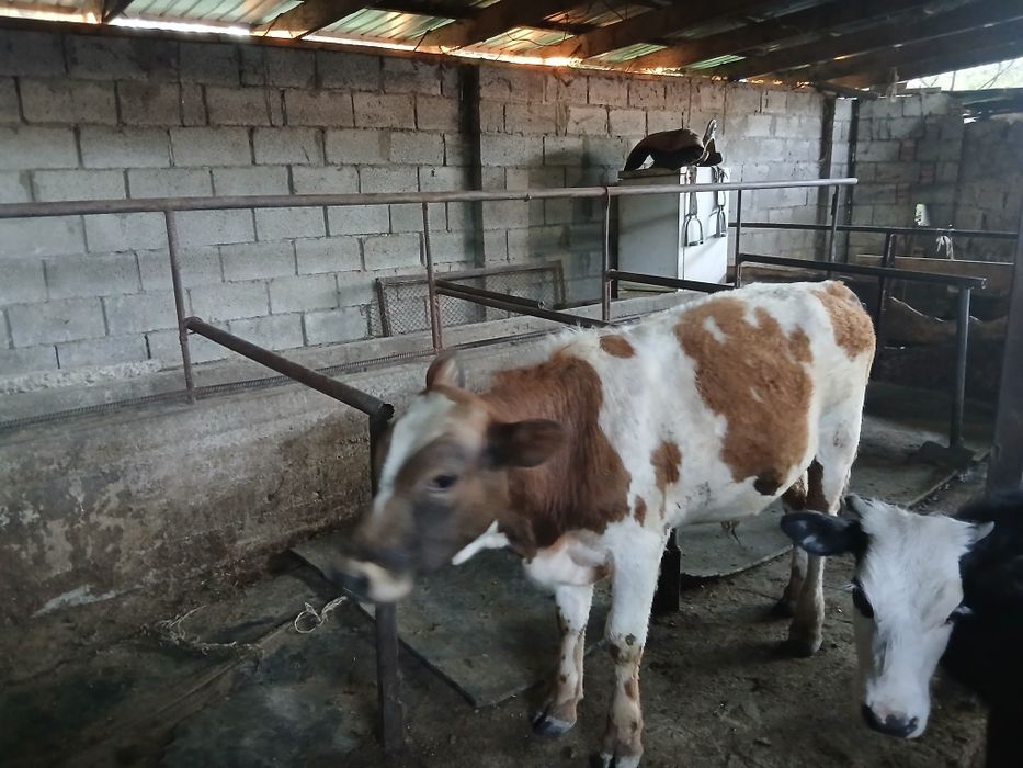 Бұқа бычёк бір жасар