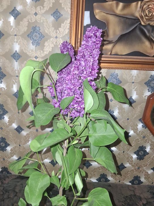 Сирень в букет. Ароматная.