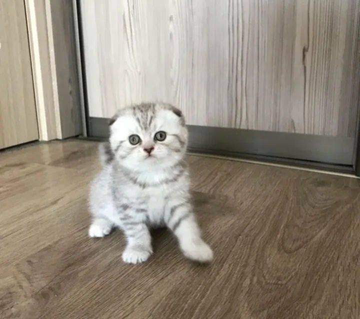 Шотланские котята