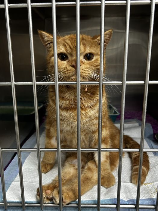 Котик в самые добрые руки