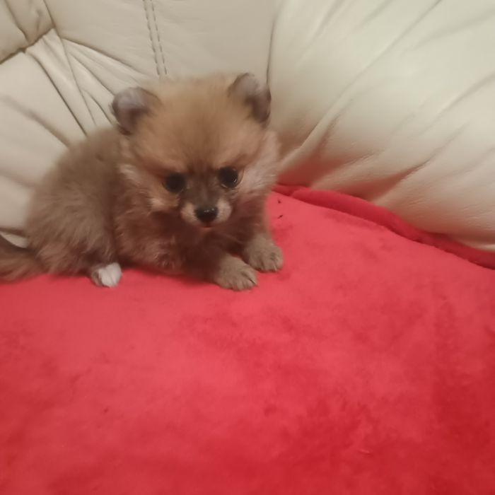 Fetiță Pomeranian Toy
