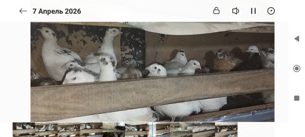 Молодые перепёлки разных парод.