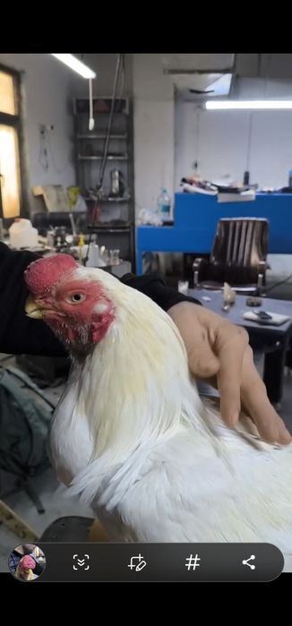 Xon azill parrot индийски азил