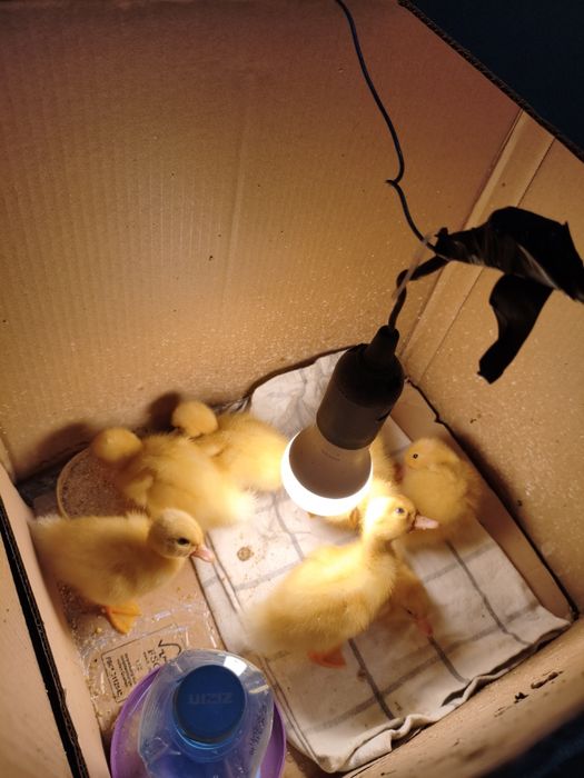 Vând 4 Boboci de rața pekin