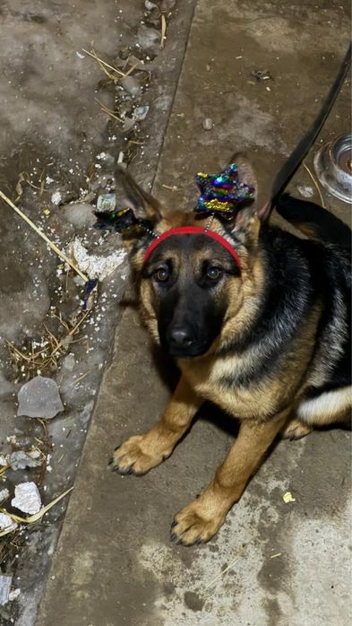 Немецкая овчарка в добрые руки