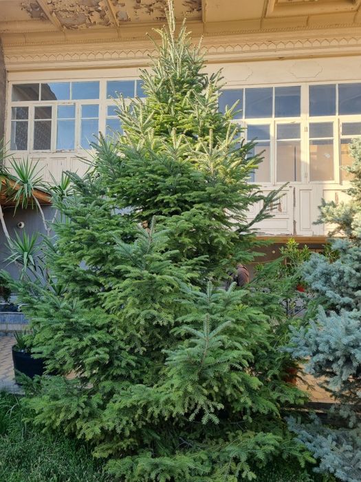 Galuboy yel Pixta,Голубой ёл Пихта