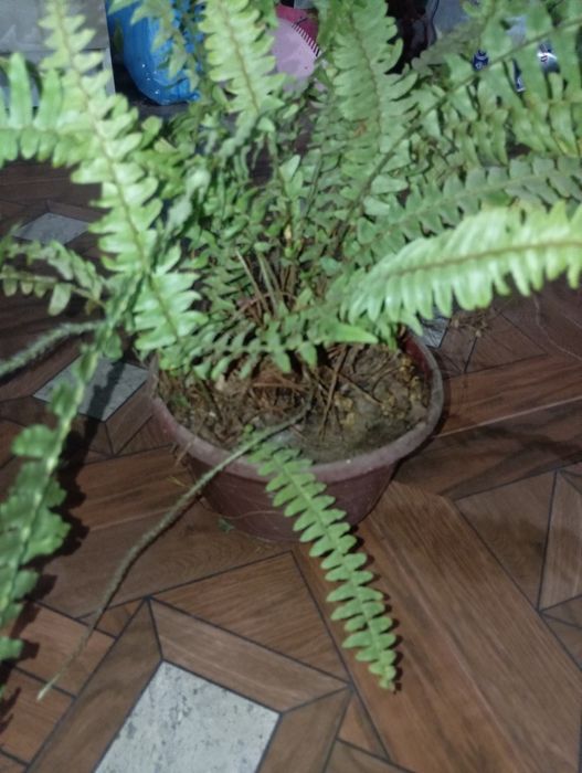 Продаются цветочки